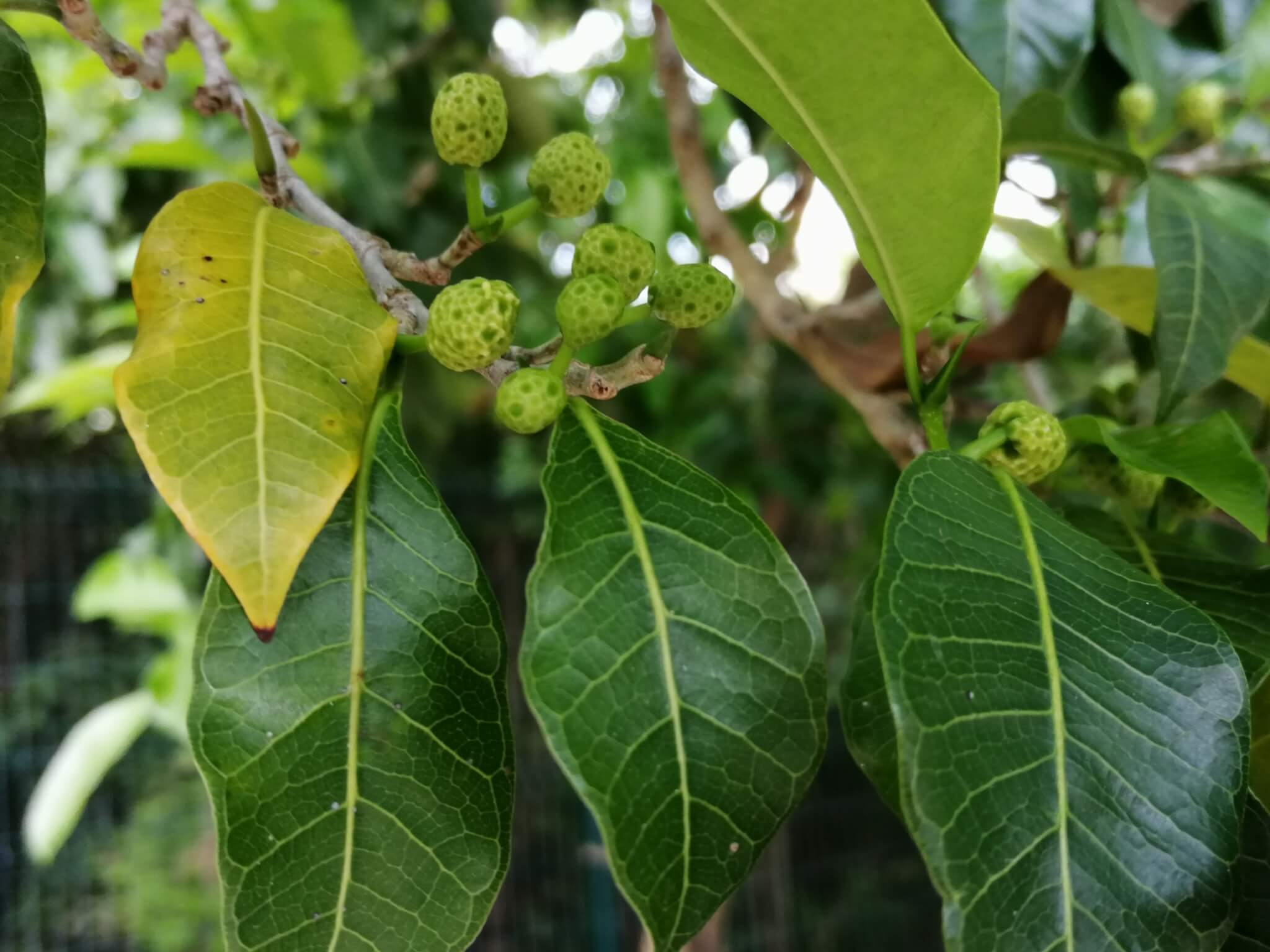 Brosimum alicastrum 
